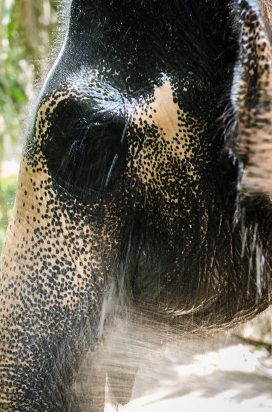 Éléphant Jouant Eau Près — Photo