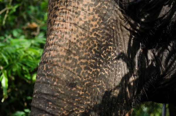 Голова Слона Крупным Планом — стоковое фото
