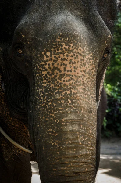 Tête Éléphant Asie Estproche Dans Zoo — Photo