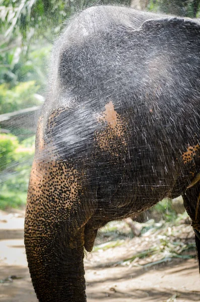 Éléphant Jouant Eau Pendant Relexage — Photo