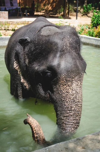 Слоненок Купается Играет Бассейне Зоопарке — стоковое фото