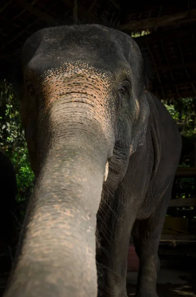 Éléphant Asie Montre Tronc Visage — Photo