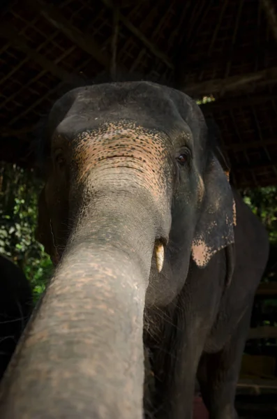 Éléphant Asie Montre Tronc Visage — Photo