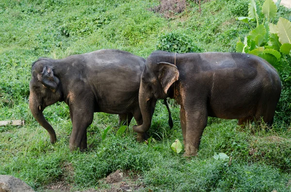 Éléphant Asie Marche Dans Une Forêt — Photo