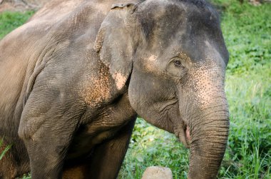 Asya fili bir ormanda yürüyor