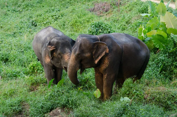 아시아 코끼리는 숲에서 — 스톡 사진