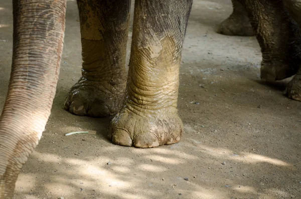 Pied Éléphant Asie Avec Fond Boue — Photo