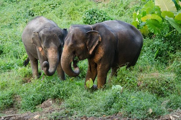 一只亚洲大象在森林里漫步 — 图库照片