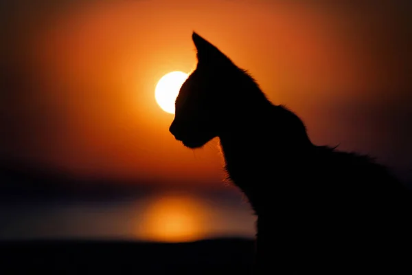 Silhouette photo of Cat