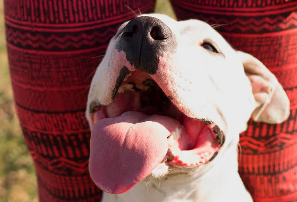 Köpek Dili Ailede Çok Mutlu Bir Evcil Köpeği Temsil Eder — Stok fotoğraf