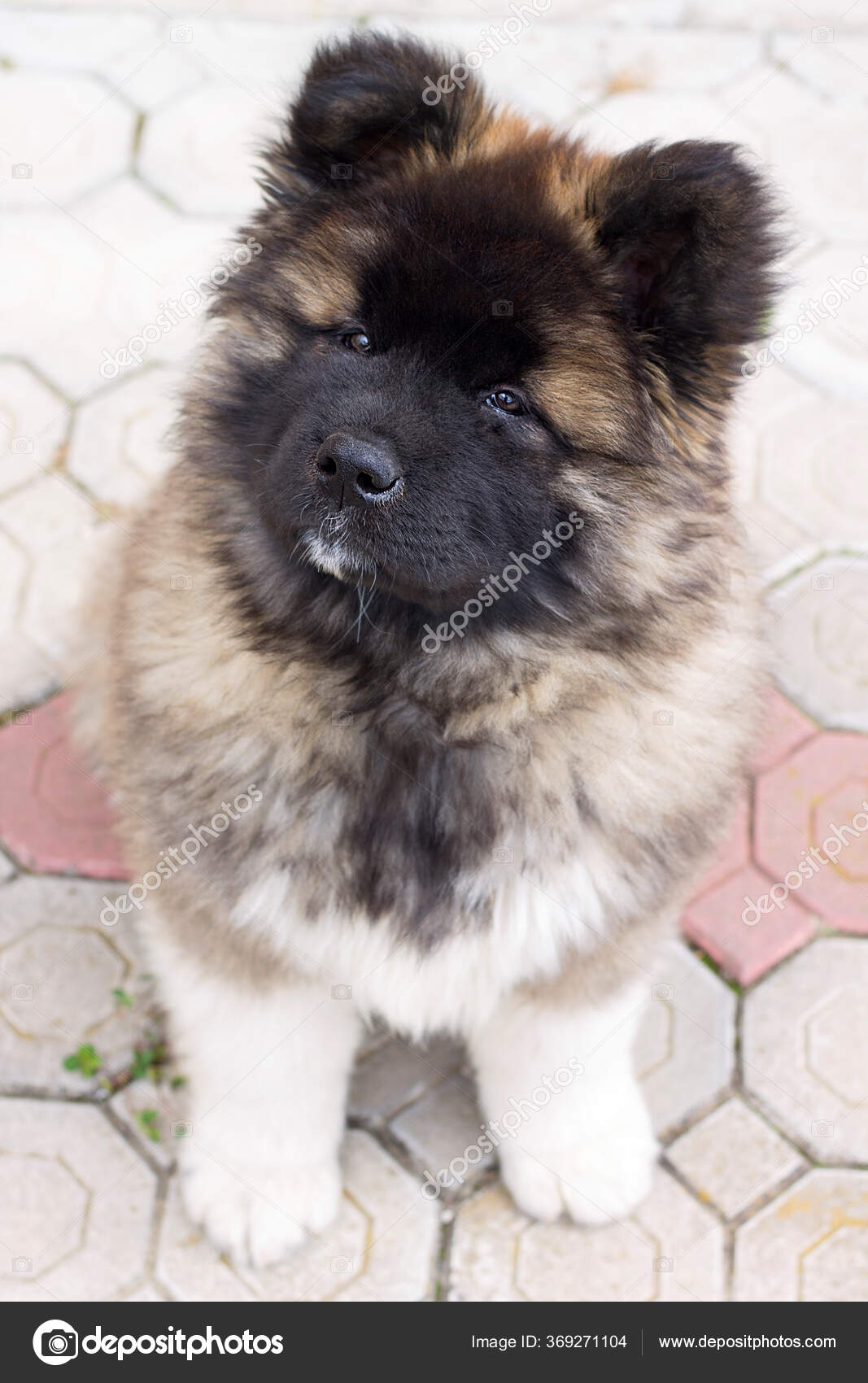 Furry porn comic im trained and ready