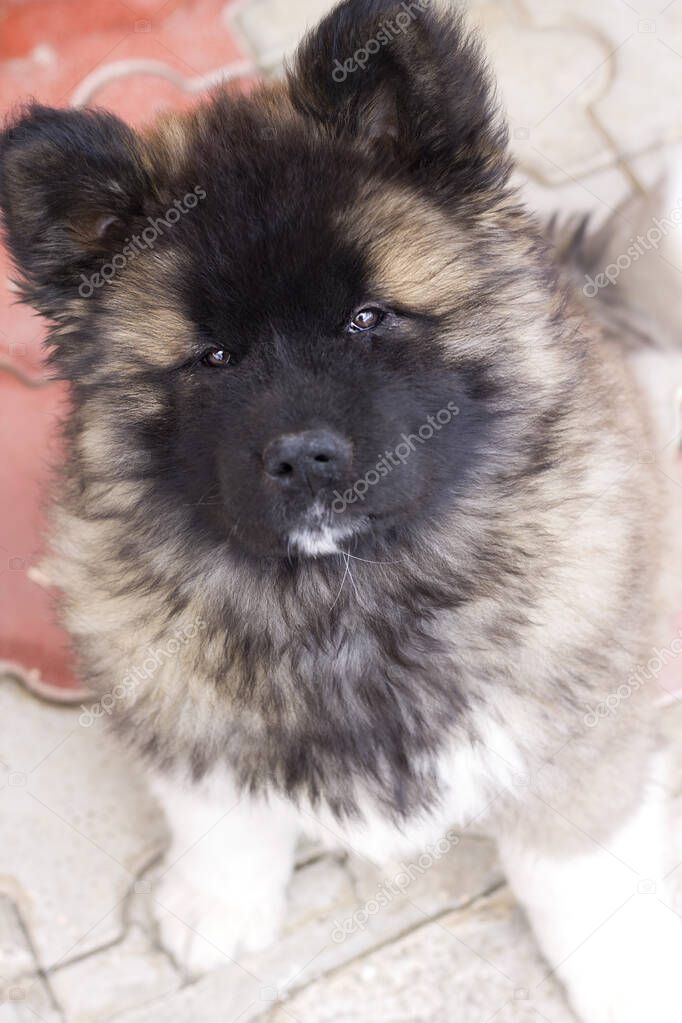 Trained family friendly furry puppy - long coated akita.