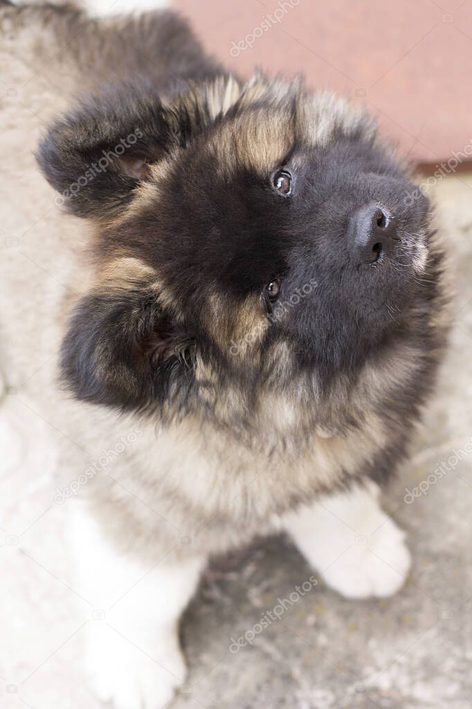 Curious playful puppy with tilted head - american akita.