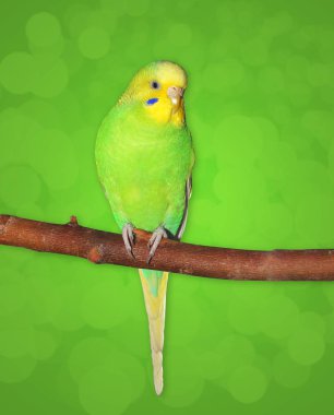 Küçük Yeşil Budgie dişi dalda oturuyor. Yeşil arka plan (kuş figürü ayıklamak için yol)