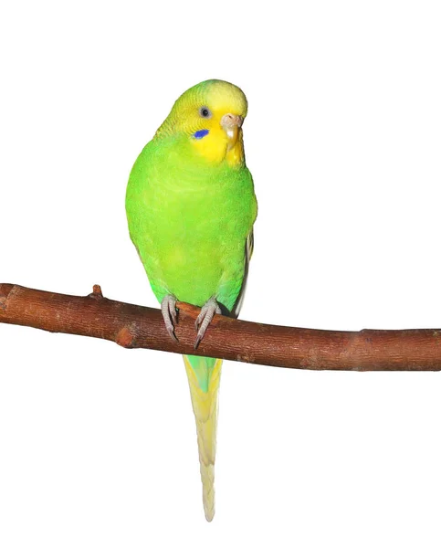 Pequeño Budgerigar Verde sentado en la rama. Aislado sobre blanco —  Fotos de Stock