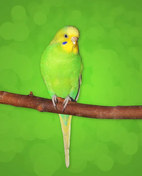 Pequeña hembra de Green Budgie sentada en la rama. Fondo verde (ruta para extraer la figura de pájaro ) —  Fotos de Stock