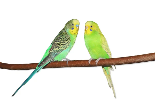 Two bright green budgerigars sitting on the branch. Isolated on white — Stock Photo, Image