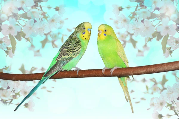 Dalı kiraz çiçekleri ile oturan iki kabarık küçük parakeets. Bahar Tema