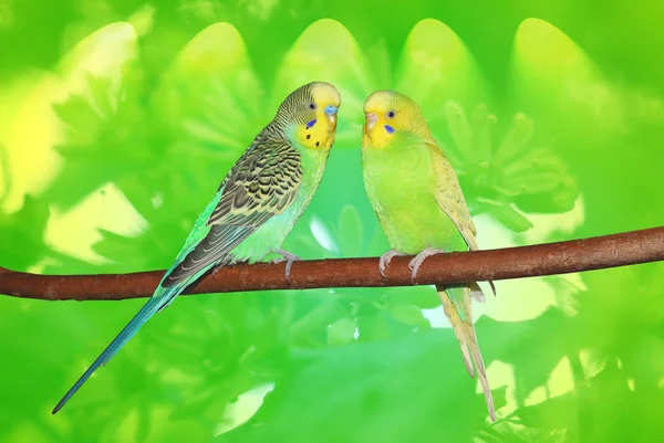 Paar leuke budgies zittend op de tak. Abstracte groene achtergrond — Stockfoto