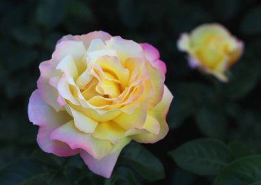 İki sarı ve pembe güller. Gülü. Makro. Bokeh. Doğal arka plan