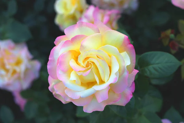 Rosa Rosa flor grande. Macro. Bokeh. Fundo natural — Fotografia de Stock