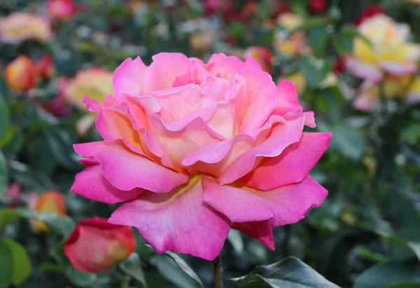 Roze roos grote bloem. Macro. Bokeh. Natuurlijke achtergrond — Stockfoto