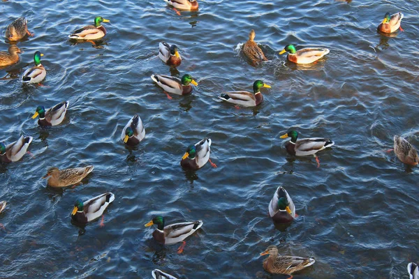 Muchos patos nadando en el agua del río — Foto de Stock