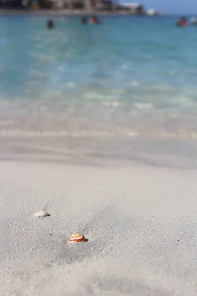 Des Coquillages Sur Sable Bord Mer Plage — Photo