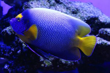 Sualtı kayalar yakınındaki büyük neon mavi akvaryum balık float. İçinde belgili tanımlık akvaryum egzotik balık. Yakın çekim. Bokeh