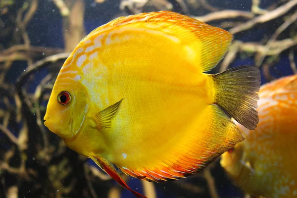 Plat Helder Gele Aquarium Vissen Zweven Het Water Tegen Een — Stockfoto