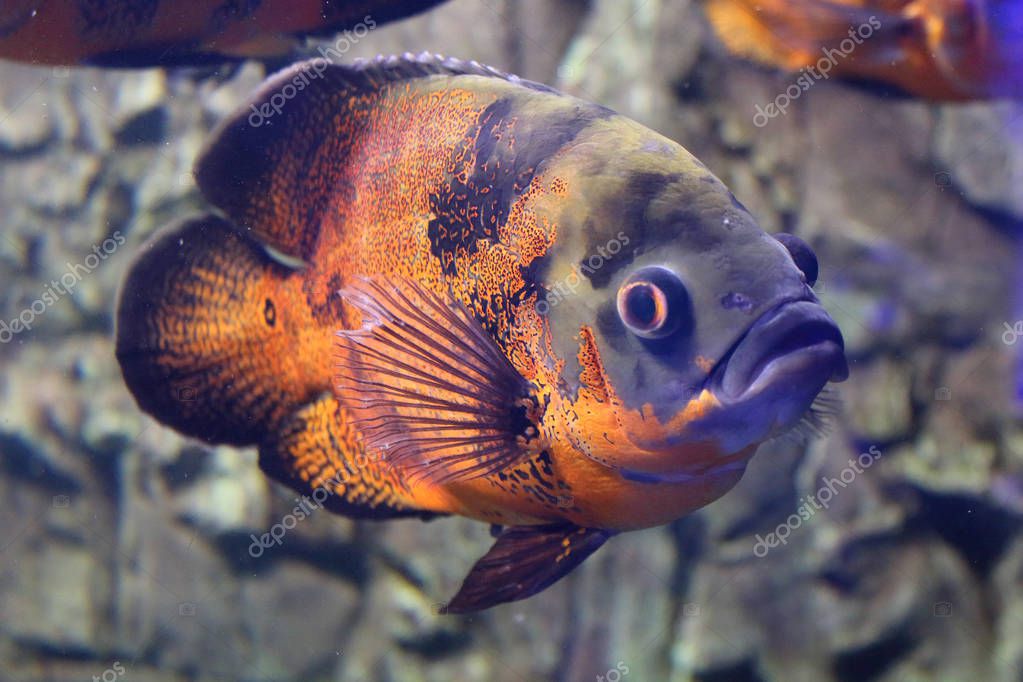 Grandes peces de color naranja brillante y oscuro flotando bajo el agua