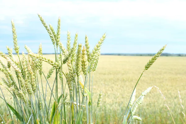 Pontos Trigo Verde Colheita Está Crescendo Amadurecendo Campo Haverá Pão — Fotografia de Stock