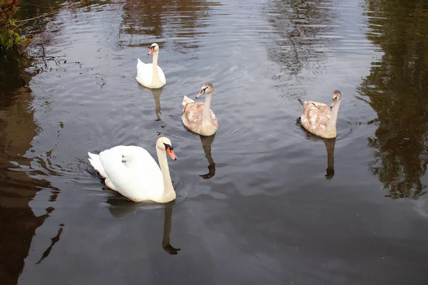 Vue Rapprochée Famille Des Cygnes Sauvages Dans Habitat Naturel Eaux — Photo