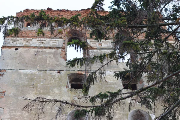 Beautiful texture of ruined wall of ancient building and pine branches