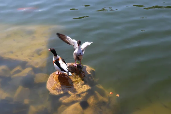 Par Patos Descansan Sobre Una Piedra Agua Lago Río Hermosa — Foto de Stock