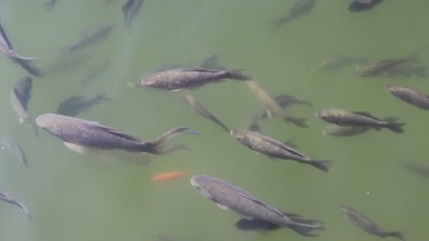 Crucian fishes swim in a flock in the green water of the pond. First to the left, then to the right. A soothing sight. Fish movement — Stock Footage Crucian Fishes Swim Flock Green Water Pond First Left Right Stock Video