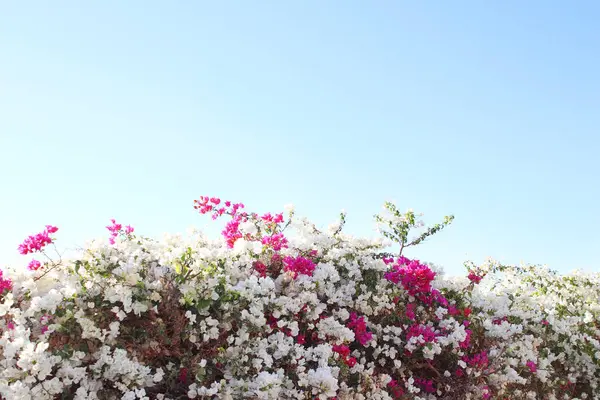 Prachtige Heg Van Witte Roze Bloemen Heldere Blauwe Lucht Bloemenhek — Stockfoto