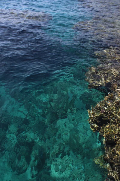 Turquoise Water Multi Colored Corals Red Sea Great Texture Background — Stock Photo, Image