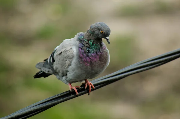 Pigeon on the line