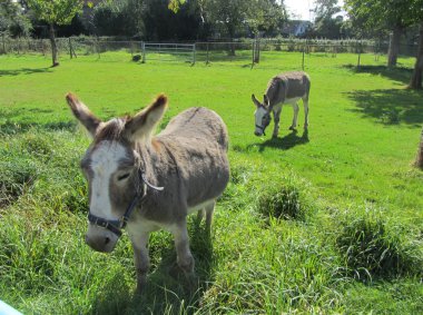 Kameraya bakarak çevreleyen yeşil duran iki eşek.
