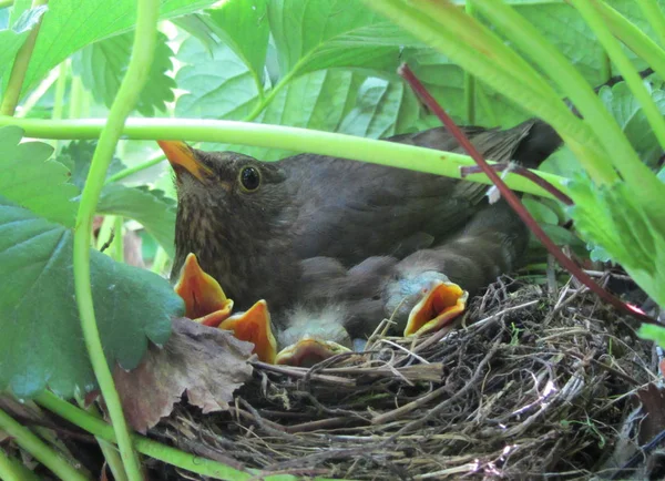 Étourneau avec des poussins dans le nid — Photo