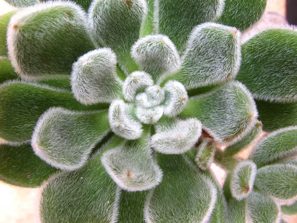 Minyatür etli bitkiler - vintage etkisi tarzı bir grup.