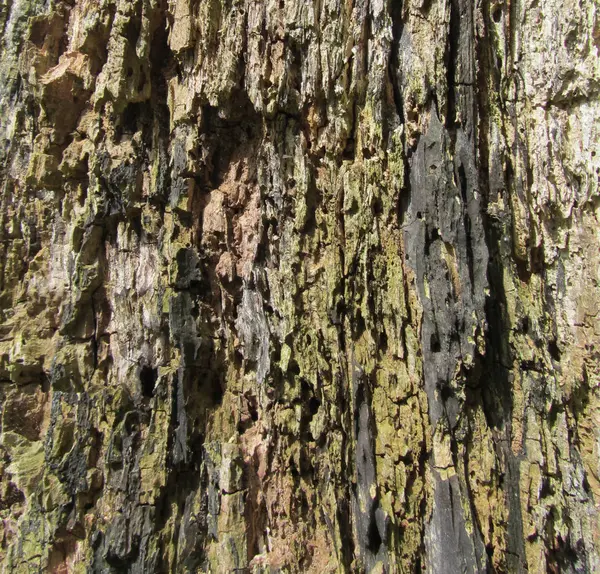 Drzewo drewniane podłoże drewniane tekstury. — Zdjęcie stockowe
