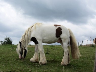 Beyaz midilli üzerinde bir çayır çim yeme.