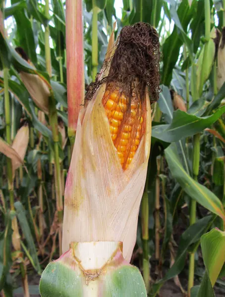 Mısır alan. Sahada Mısır koçanı.