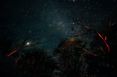 Ağacın altında gece vakti gökyüzü yıldızı arkaplanı