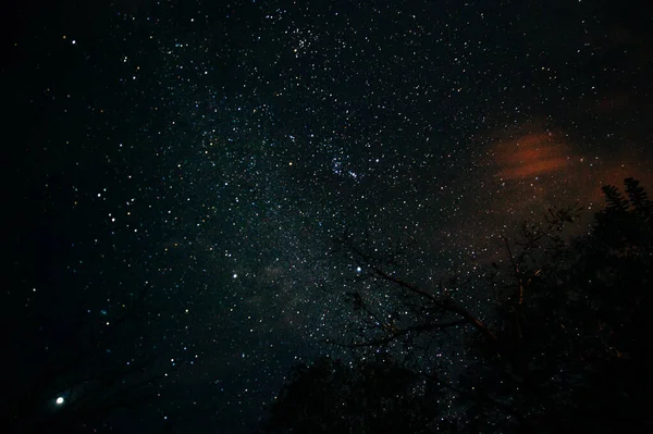 Pod drzewem noc niebo gwiazda tło — Zdjęcie stockowe
