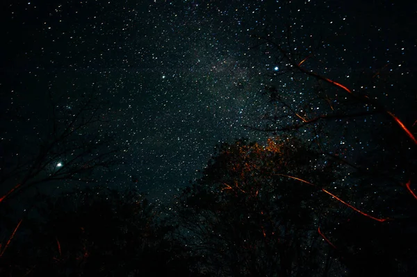 Sob a árvore noite tempo céu estrela fundo — Fotografia de Stock