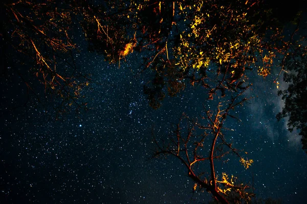 Unter dem Baum Nacht Himmel Sternenhintergrund — Stockfoto