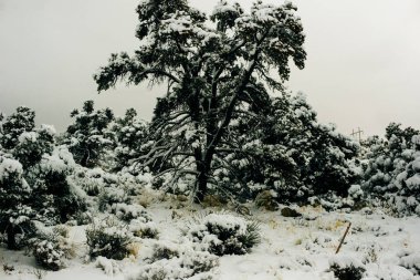 Kış mevsiminde bir dağ manzarasında karla kaplı bir yol boyunca eğil.
